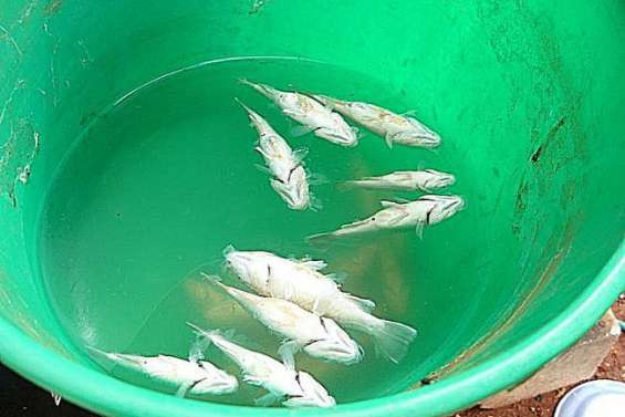 Pluie de poissons sur le désert