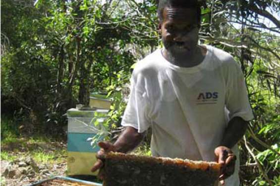 Le miel d'Ouvéa est un nectar