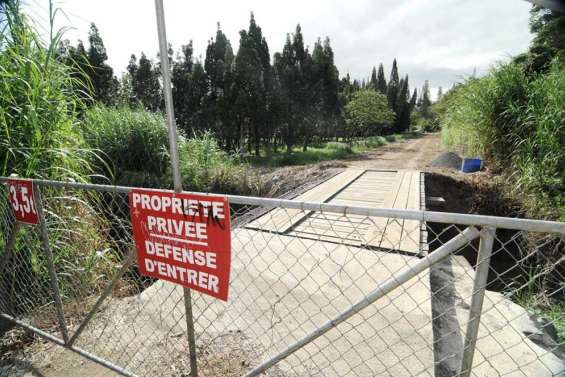 Attention, arbres de collection