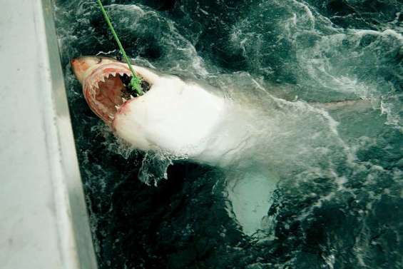 Un grand blanc plonge à 1 200 mètres