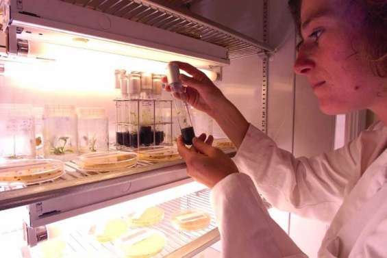 Faire germer les graines de banksia de Lapérouse