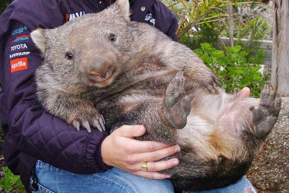 Un wombat attaque un homme de 60 ans