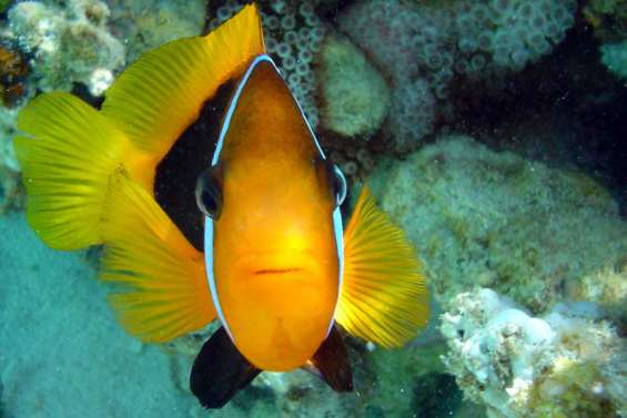 Vers un sanctuaire pour Némo