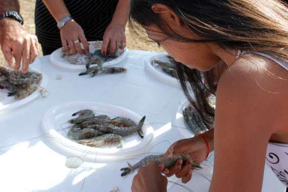 Les crevettes en font des tonnes