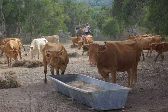 La sécheresse fait ses premiers dégâts