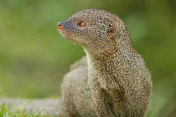 Alerte à la mangouste sur le port autonome