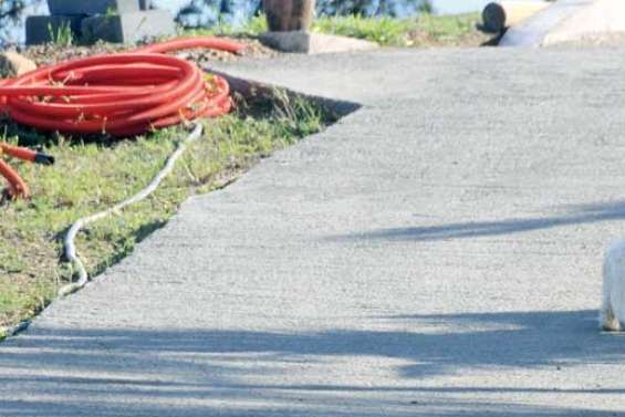 Le tueur de chiens rôde