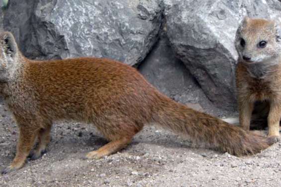 La guerre aux mangoustes