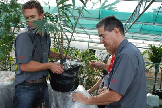 Des racines et des ailes