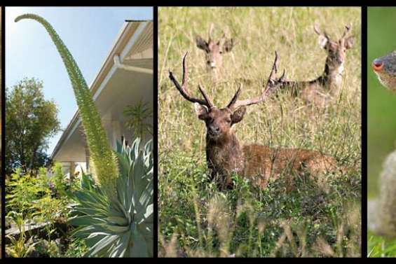 Les envahisseurs sont là