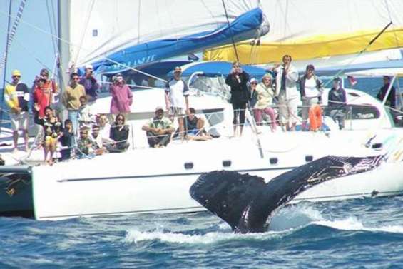 Moins de pression sur les baleines