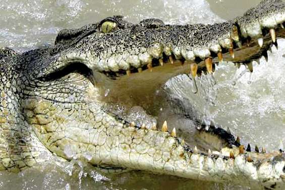 Les crocodiles se mettent au surf