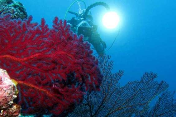 Les yeux dans le grand bleu