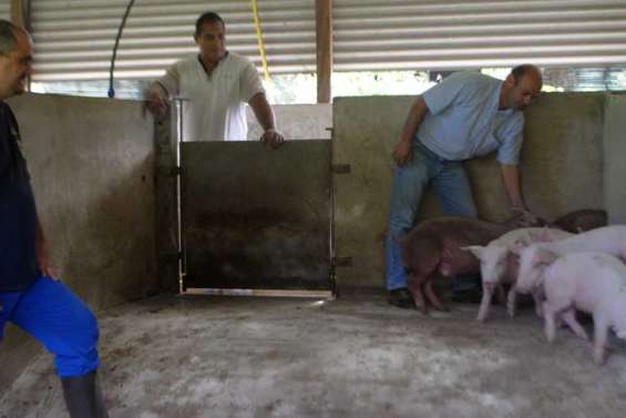 Cinq porcs reproducteurs en mission à Wallis