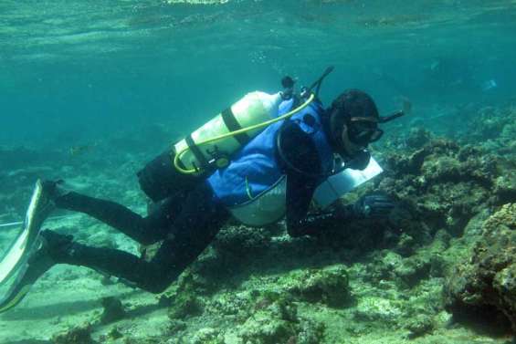L'état de santé  des coraux préoccupe