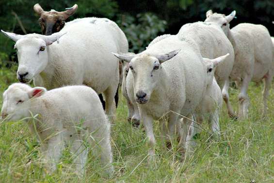 L'agneau congelé boit la taxe