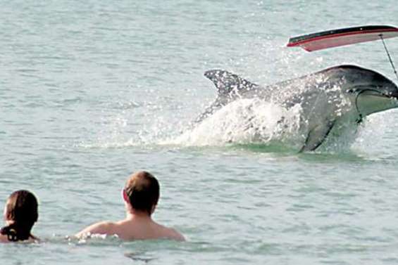 Le dauphin Moko retrouvé mort sur une plage