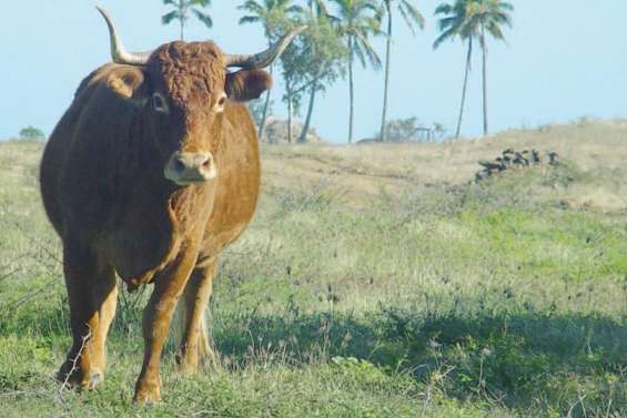 Roby Courtot prend le taureau par les cornes