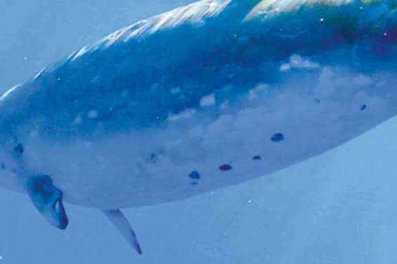 Une baleine rare à Mooréa