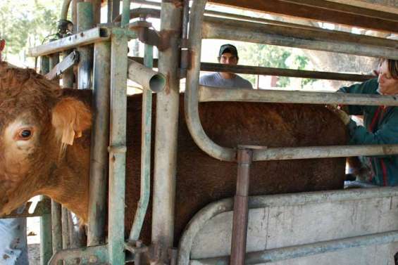 La babésiose suivie à la trace