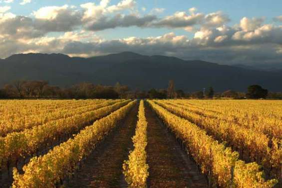 Le vin kiwi à la conquête du monde