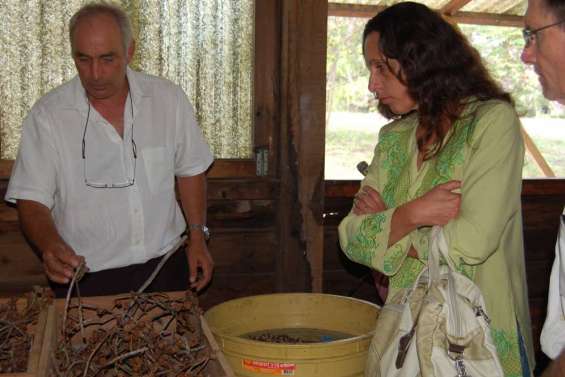 Les arbres calédoniens ont de la ressource