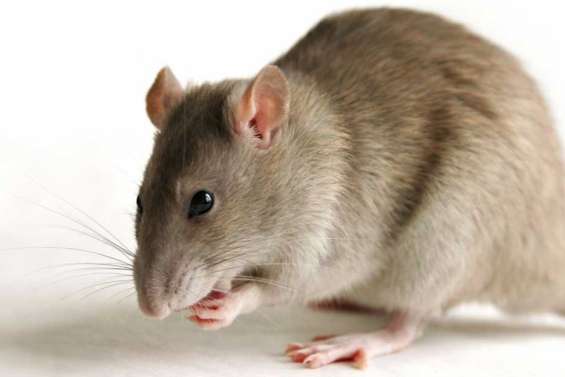 La leptospirose rapplique avec les pluies