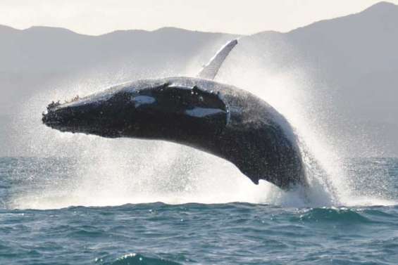 Les baleines au rendez-vous