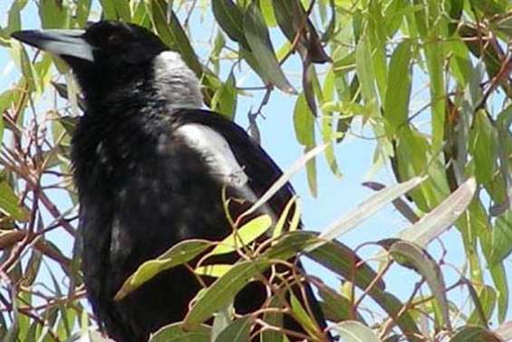 Les pies sèment la terreur dans le Queensland