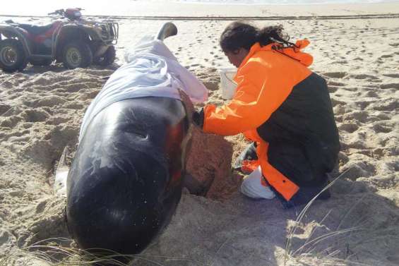 74 baleines échouées