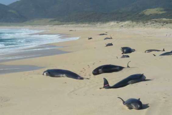 Trois jours pour sauver les baleines