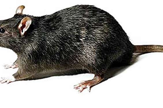 Mort aux rats sur l'îlot Leprédour