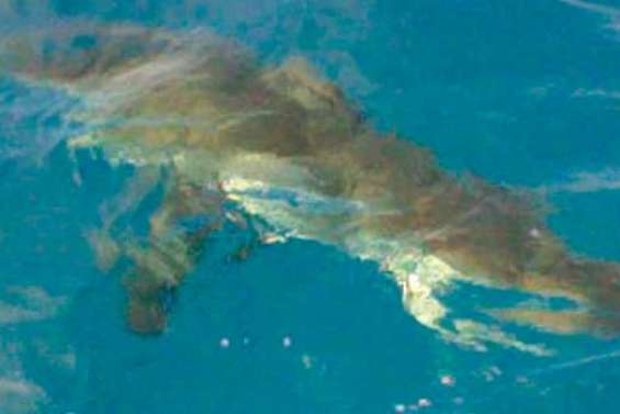 En plongée avec un grand blanc