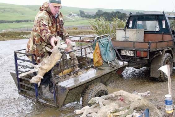 Il faut sauver les agneaux