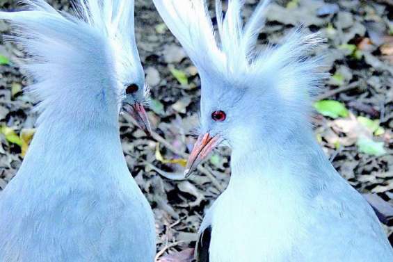 Les surprenants cagous de la Ouenghi