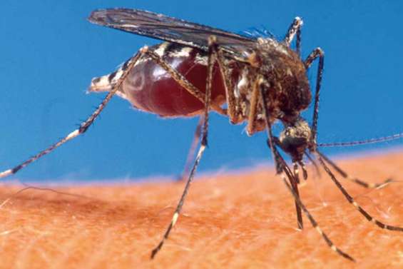 Dengue : un vaccin en 2015