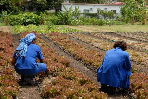 Les détenus cultivent leur jardin