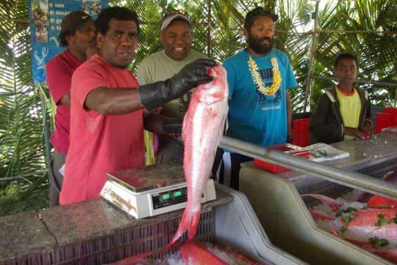 Le vivaneau, roi de Roh