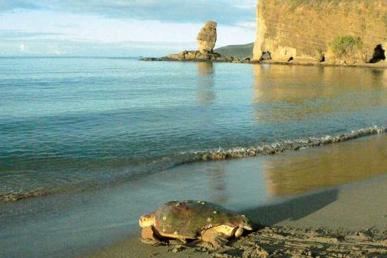 Un bien tortueux chemin