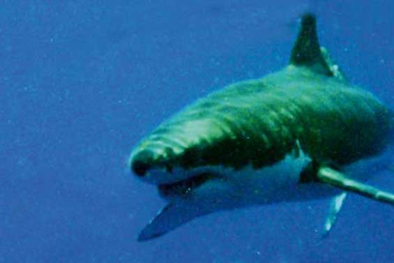 Un grand blanc filmé dans le Sud [Vidéo]