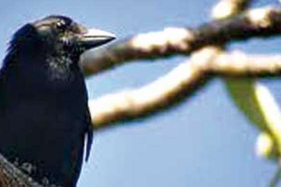 Des Kiwis toqués de notre corbeau