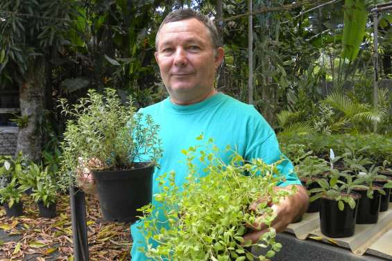 Les excès soignés par les plantes