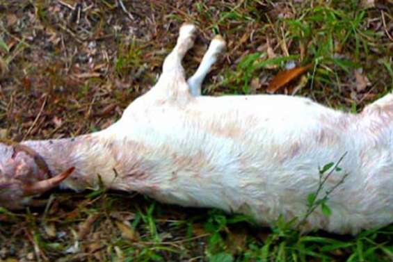 Attention, chiens méchants