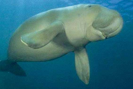 Les scientifiques sur les dents des dugongs
