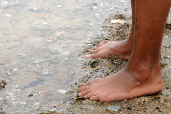 Alerte à la leptospirose