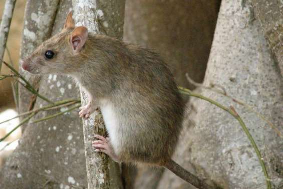 Quand les espèces invasives menacent la biodiversité