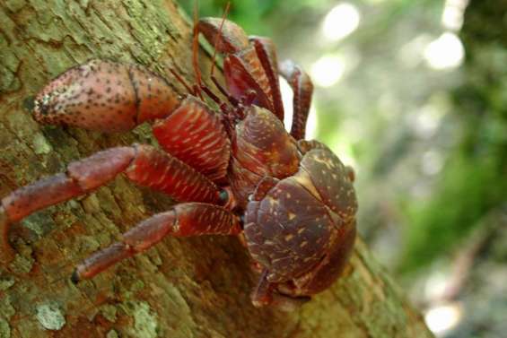 Un remède contre la toxine mortelle