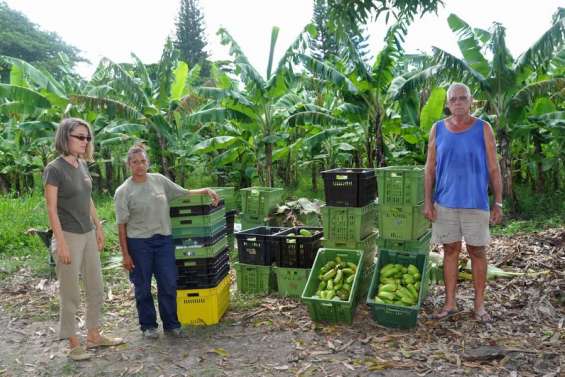 Alerte au bunchy top