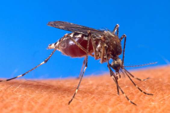 Alerte au chikungunya
