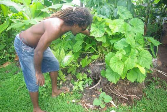 Coup dur pour les cultures